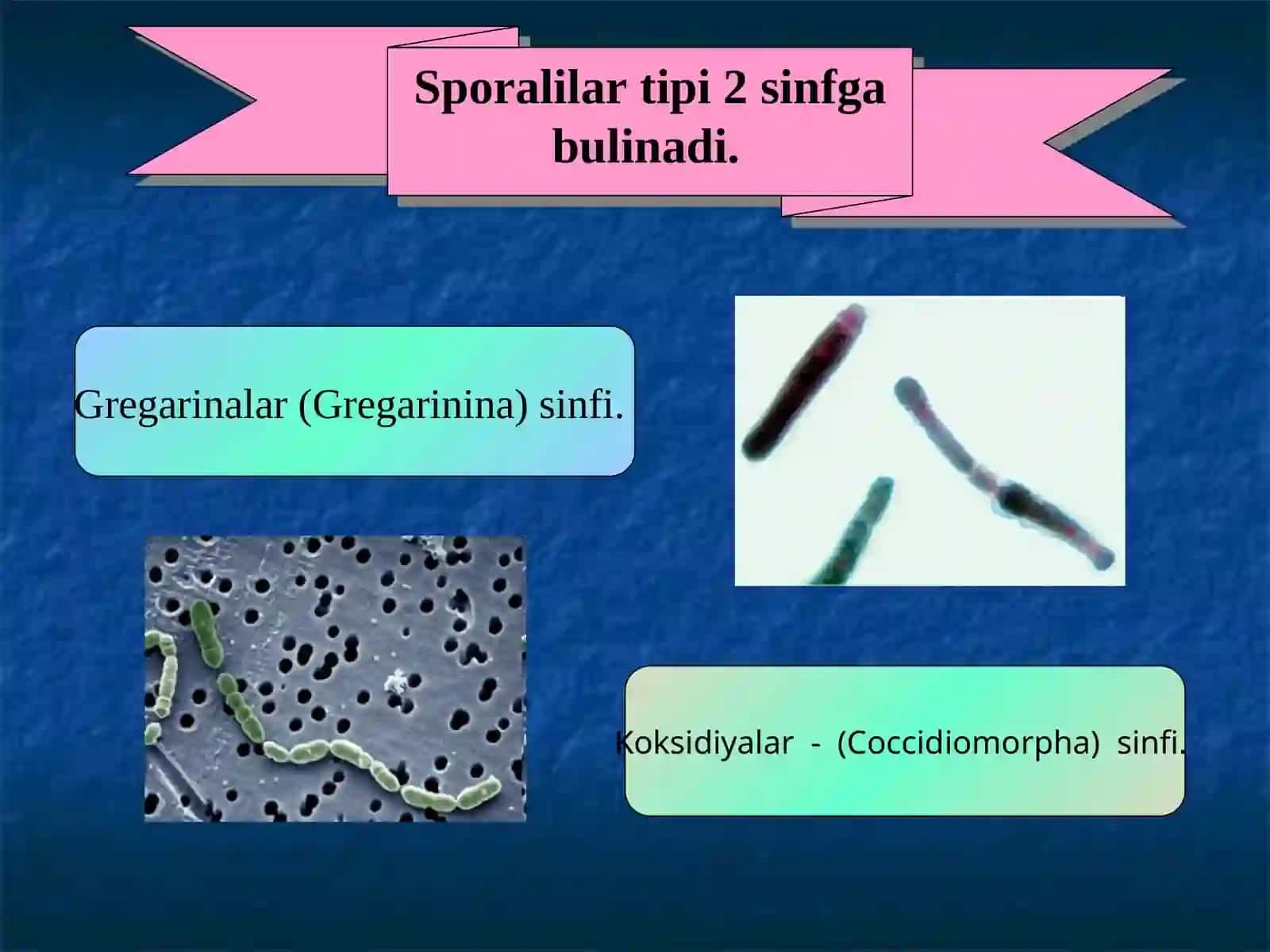 Sporalilar (Sporozoa). Knidosporidlar (Cnidosporidia) yoki Mikosporidiyalar (Muxosporidia), Mikrosporidiyalar (Microsporidia) tiplari 4