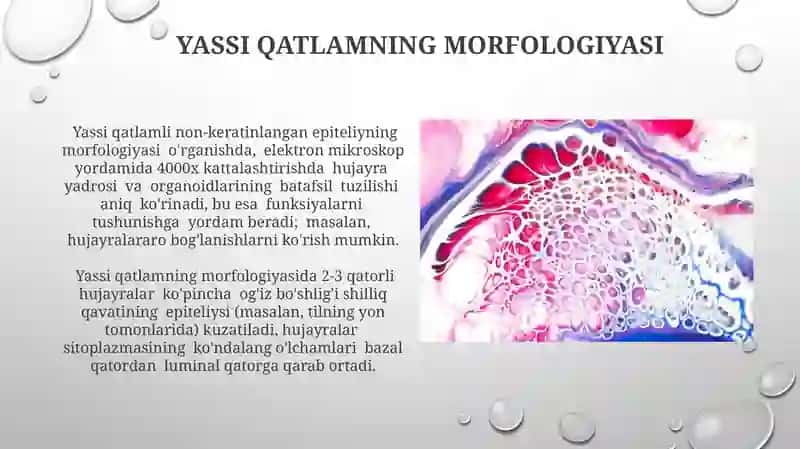 Qatlamli Note'kilsiz Yassi Epiteliyning Tuzuilishi 4