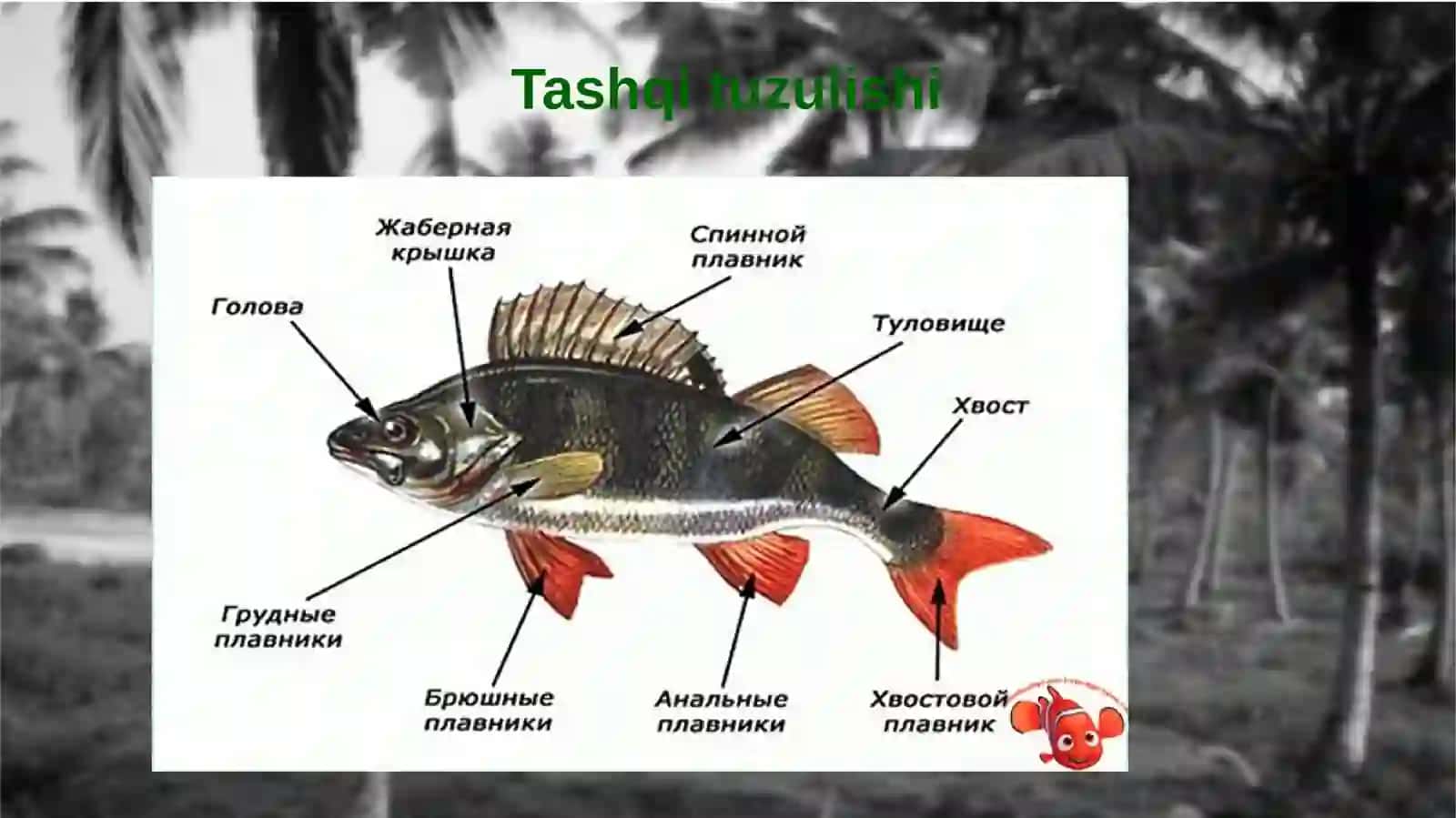 Suyaklibaliqlar sinfining umumiy tavsifi va sistemikasi 4