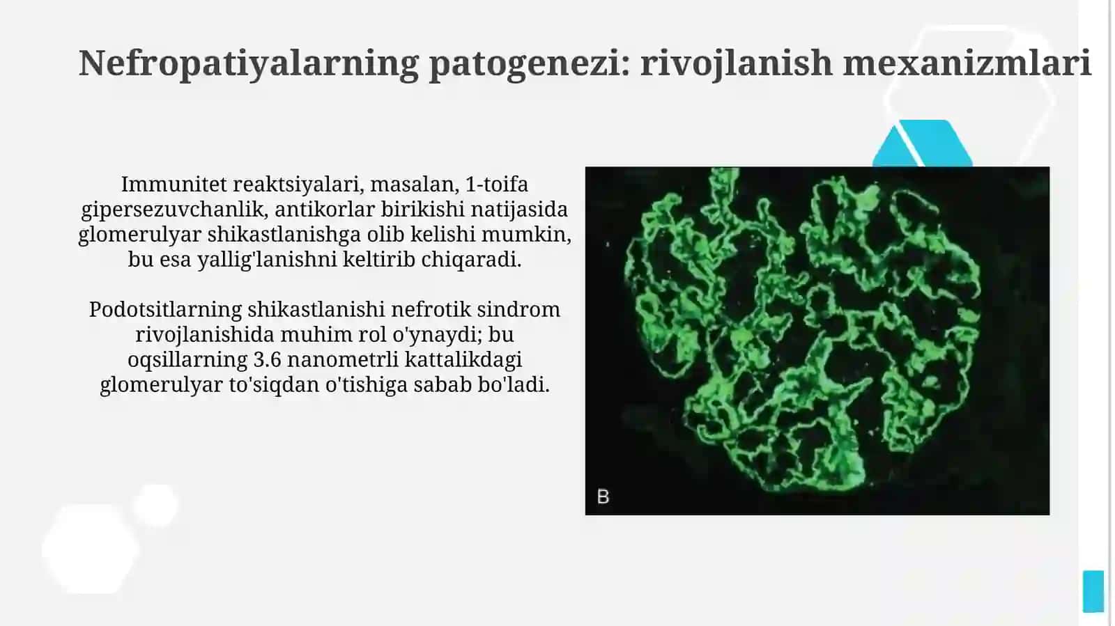 Nefropatiyalarning etiologivasi, patogenezivakasalliknianiqlashusullari 4