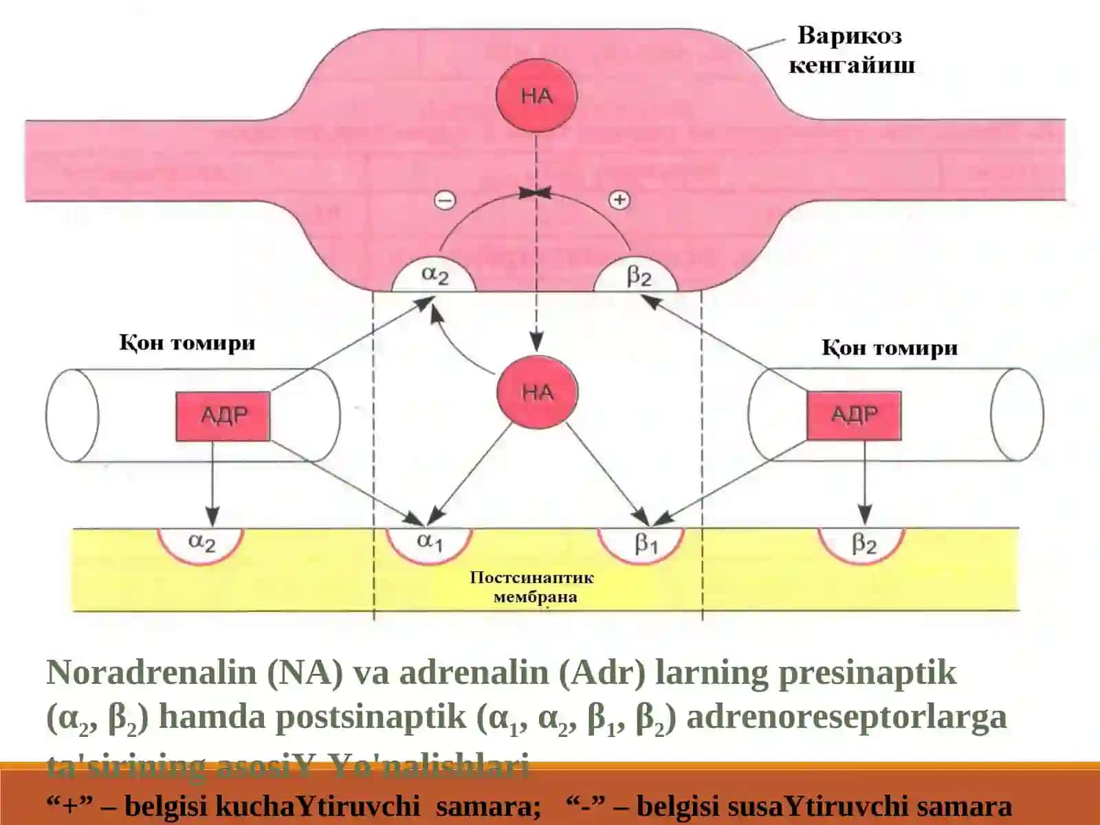 Adrenoretseptorlarni qo’zg’atuvchi vositalar 4