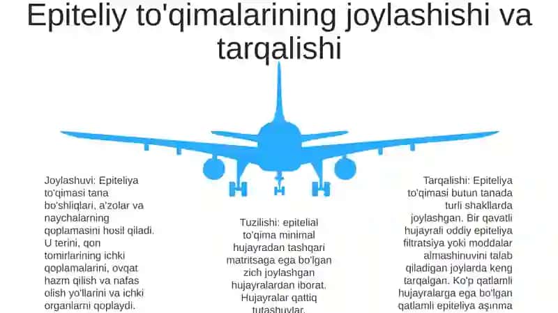 Epiteliy ToʻQimasining Tuzilishi 4
