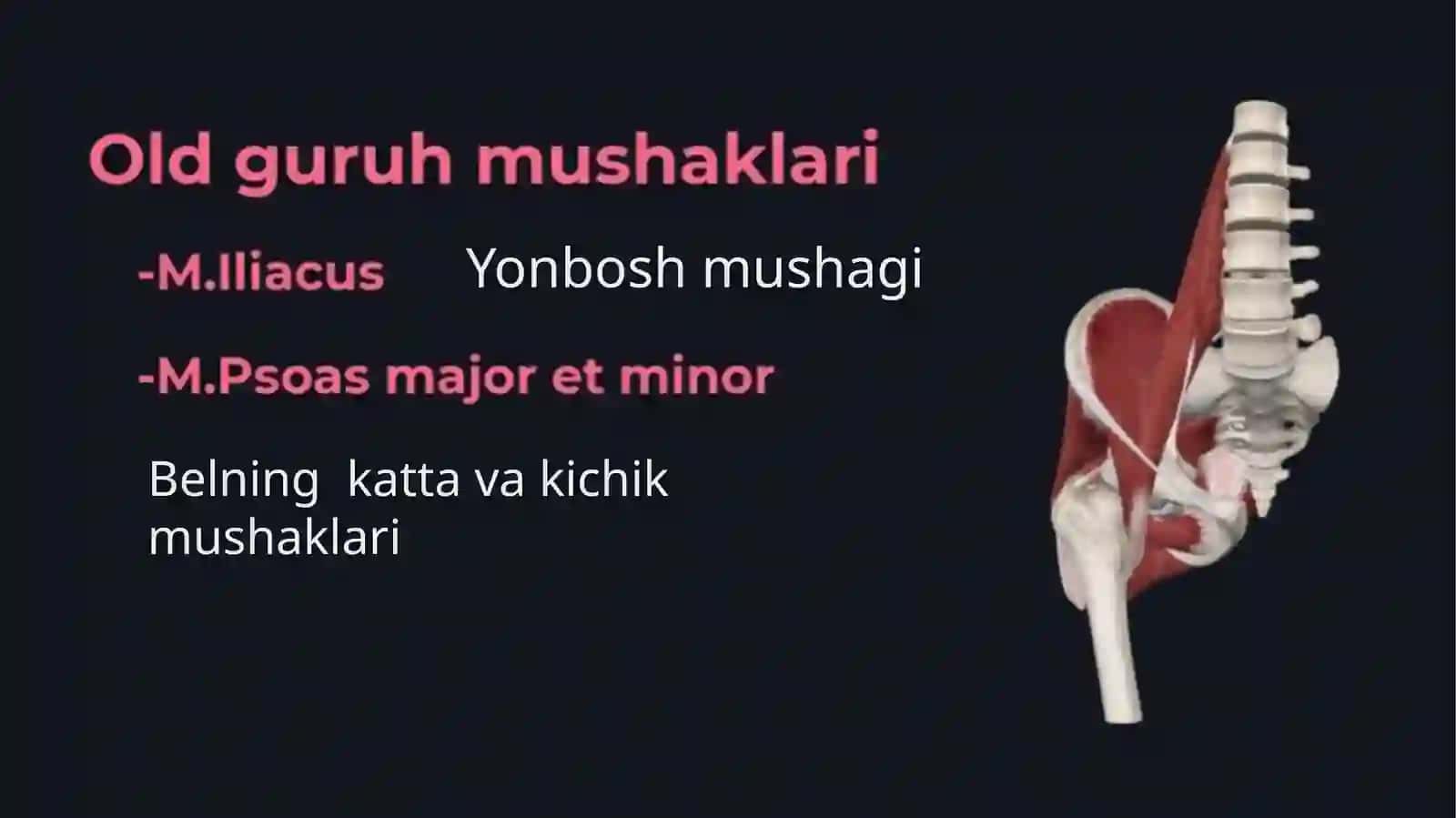 Oyoq muskullari 4