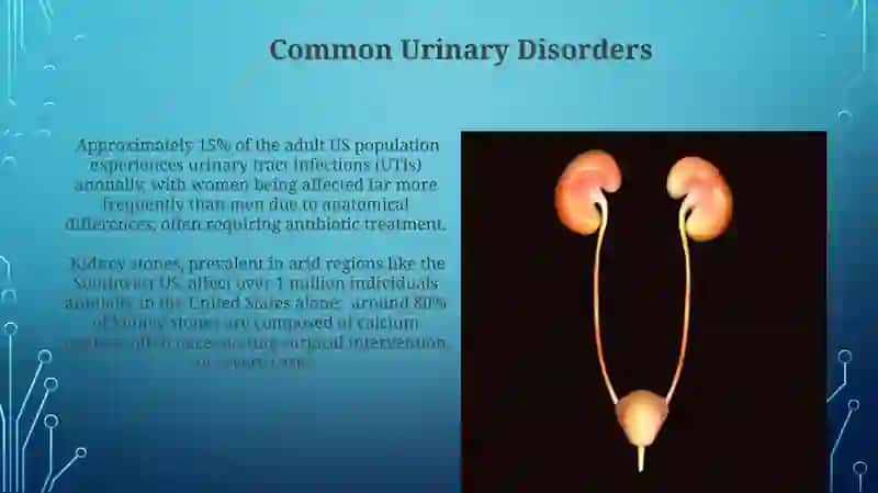Urinary system 4