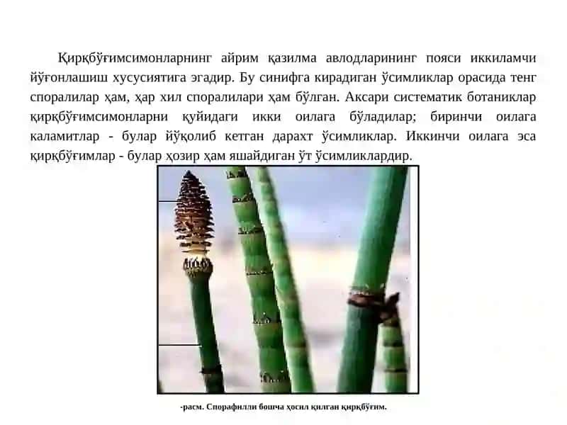 EQUISETACEAE(Қирқбўғимдошлар) оиласи доривор ўсимликлари 4