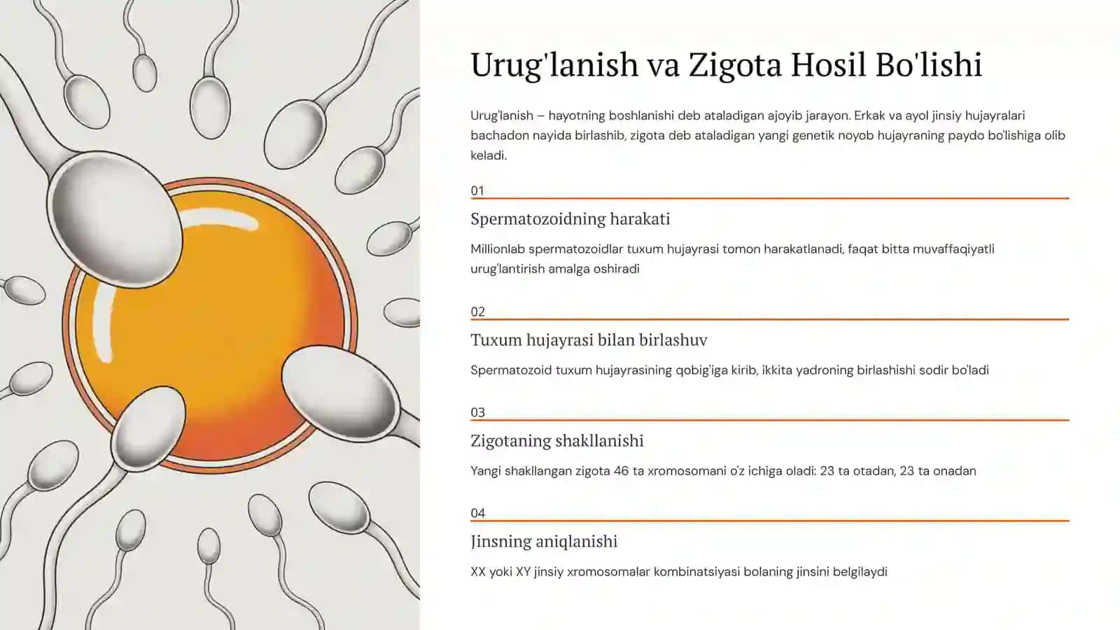 Jinsiy tizimning embriogenezi va unga ta'sir etuvchi omillar 4