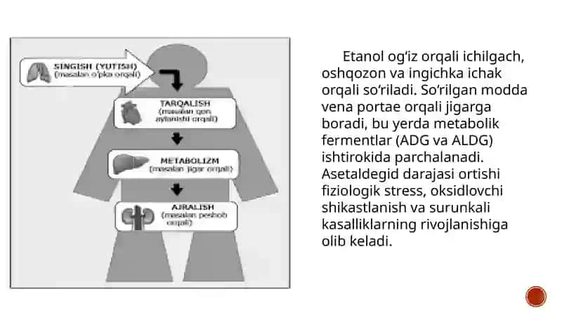 Etanolmetabolizmi 4