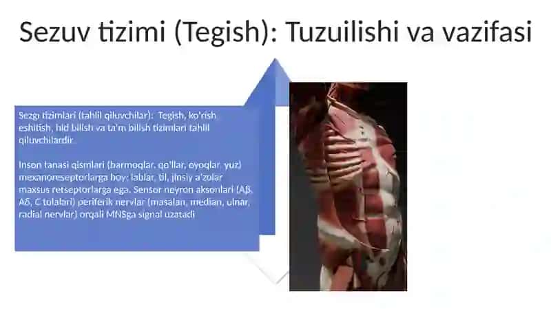 Inson tana qismlari va funktsiyalari. Analizatorlar tuzilishi va vazifalari 4