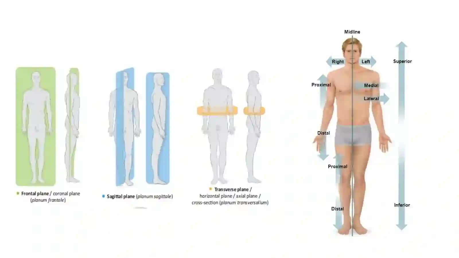 Osteologiya 4