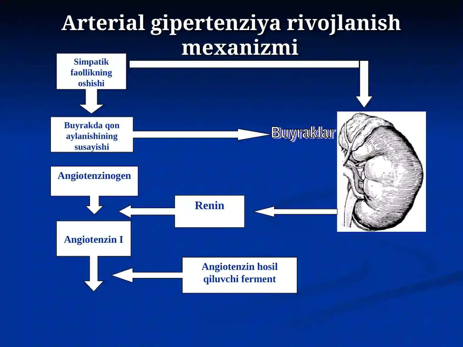 Gipertoniyada qo'llaniladigan o'simlik turlari va ulardan fitopreparatlar tayyorlash 4