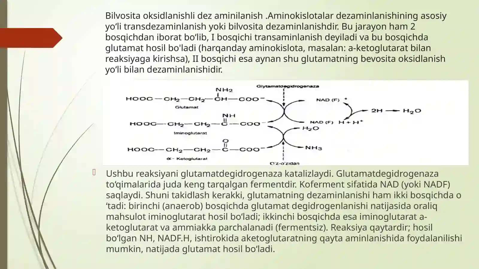 Oqsillar almashinuvi.Oqsillarning hazmlanishi va so'rilishi 4