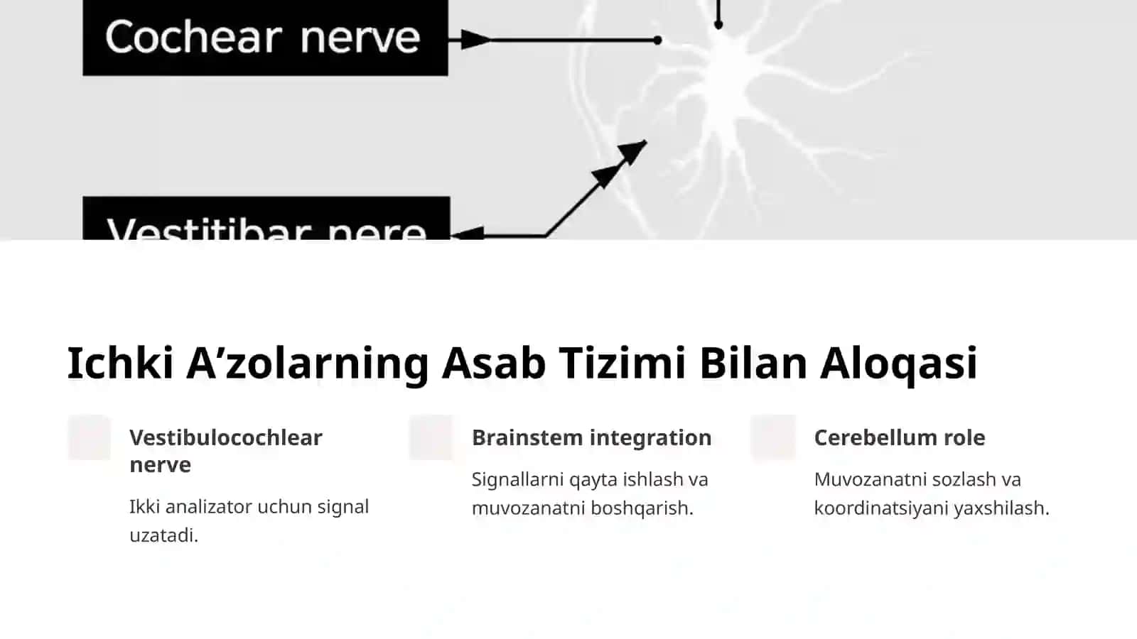 Eshituv va Vestibulyar Analizatorlar: Ichki Aʼzolar Bilan Bogʻliqligi 4