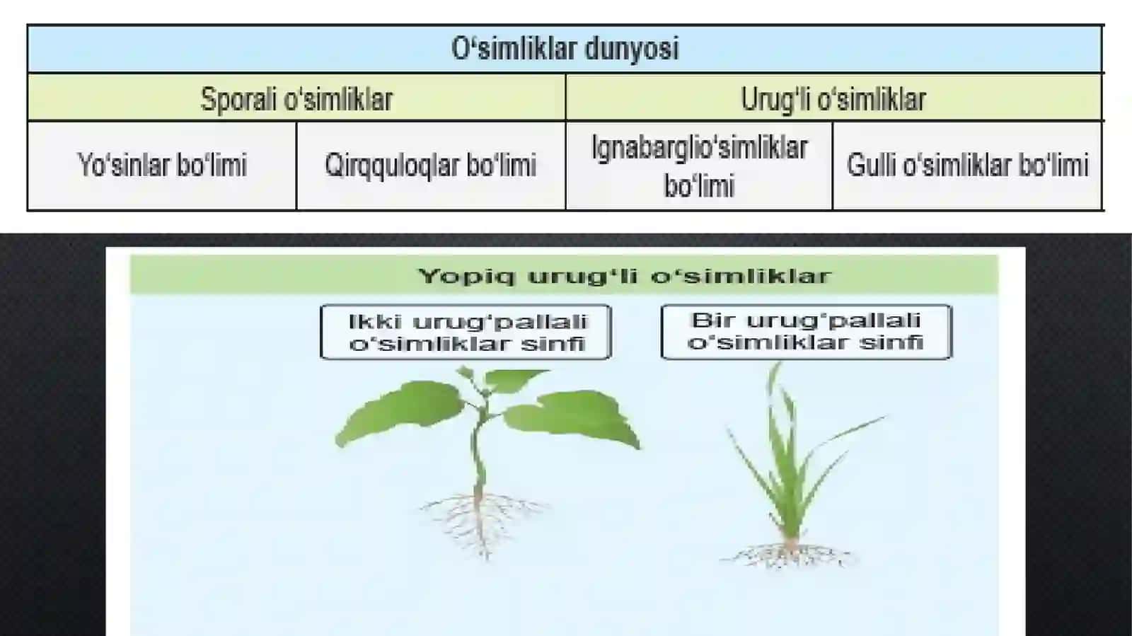 O‘SIMLIKLAR DUNYOSI 4