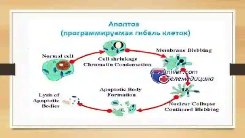 Apoptoz haqida 4