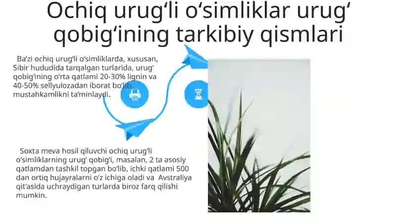 Ochiq va yopiq urug'li o'simliklar urug'kurtagining tuzulishi 4