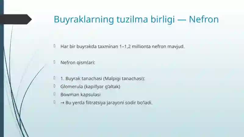AYIRUV SISTEMASI. BUYRAKLAR FIZOLOGIYASI. BUYRAKLAR FAOLIYATINING BOSHQARILISHI. 4