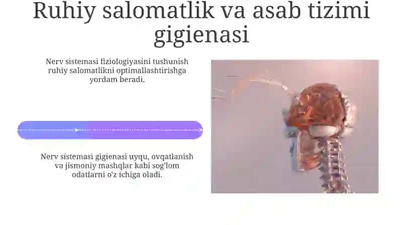 Nerv tizimining xususiy fiziologiyasi va gigiyenasi 4