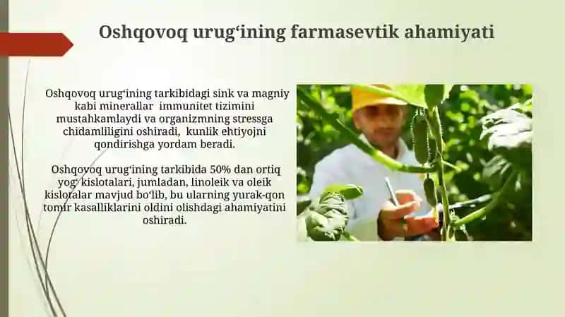 Oshqovoq Urugʻini Yetishtirish Usullari 4