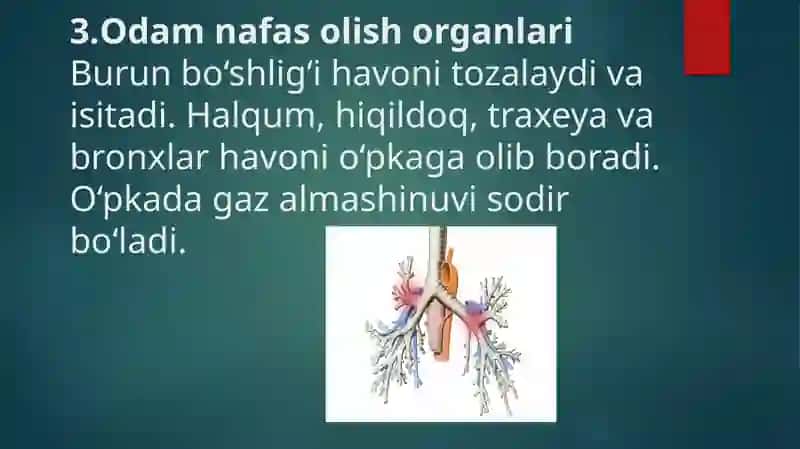Nafas olish organlari tuzilishi, filogenezi va ahamiyati 4