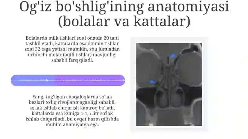 Burun va og'iz bo'shlig'ining anatomiyasi: Bolalar va kattalar 4