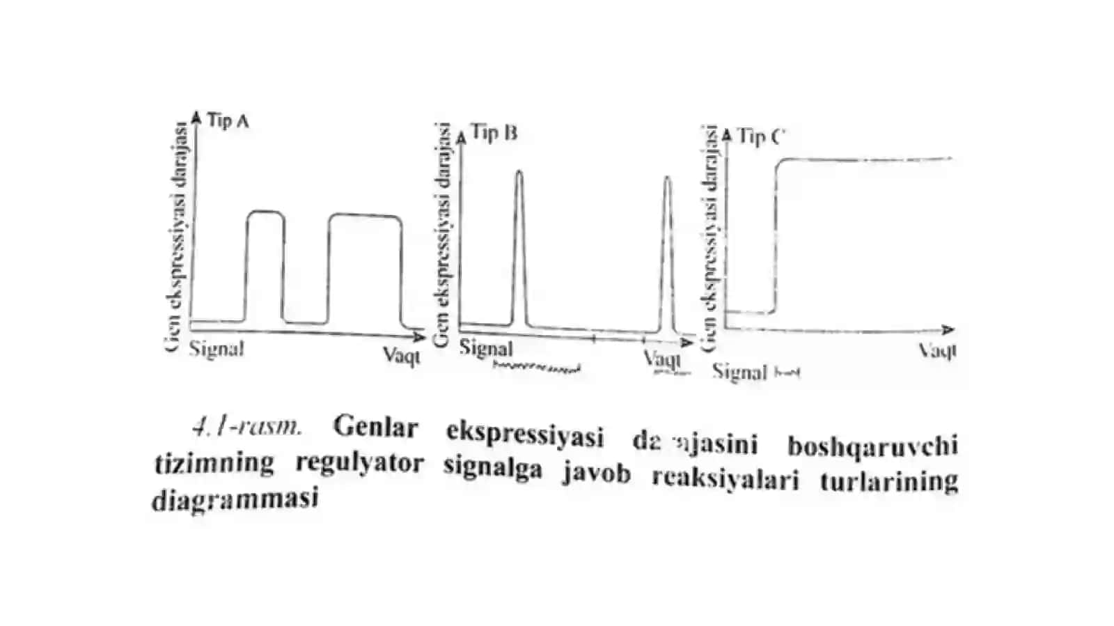 Gen boshqarilishi, operon, oqsil sintezi ingibitorlari haqida tushuncha 4