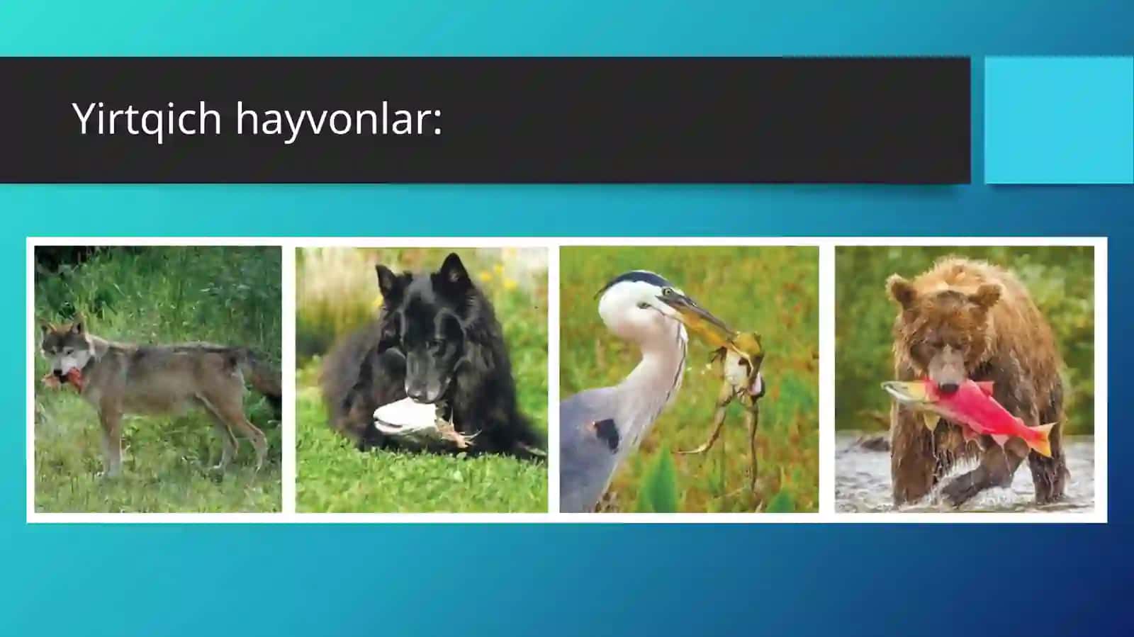 HAYVONLARNING OZIQLANISHI 4