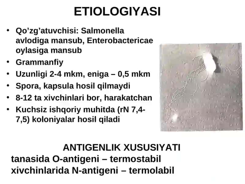 SALMONELLYOZLAR 4