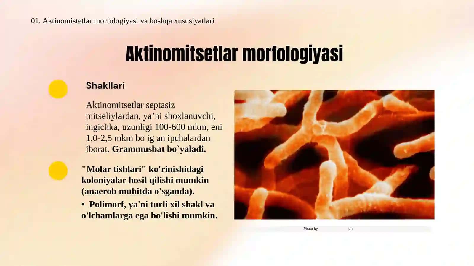 Aktinomikoz qo'zg'atuvchilari tavsifi 4