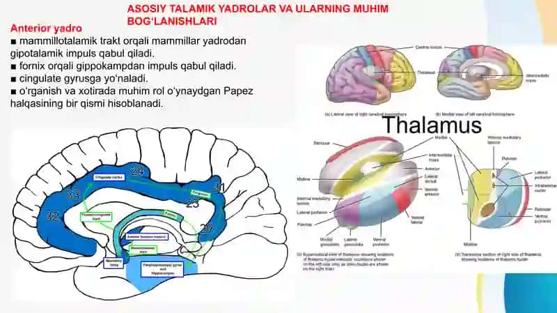 DIENSEFALON-TALAMUS Таламус 4