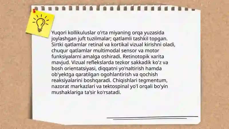 Oʻrta miyaning tuzilishi va yoʻshga qarab oʻzgarishi 4