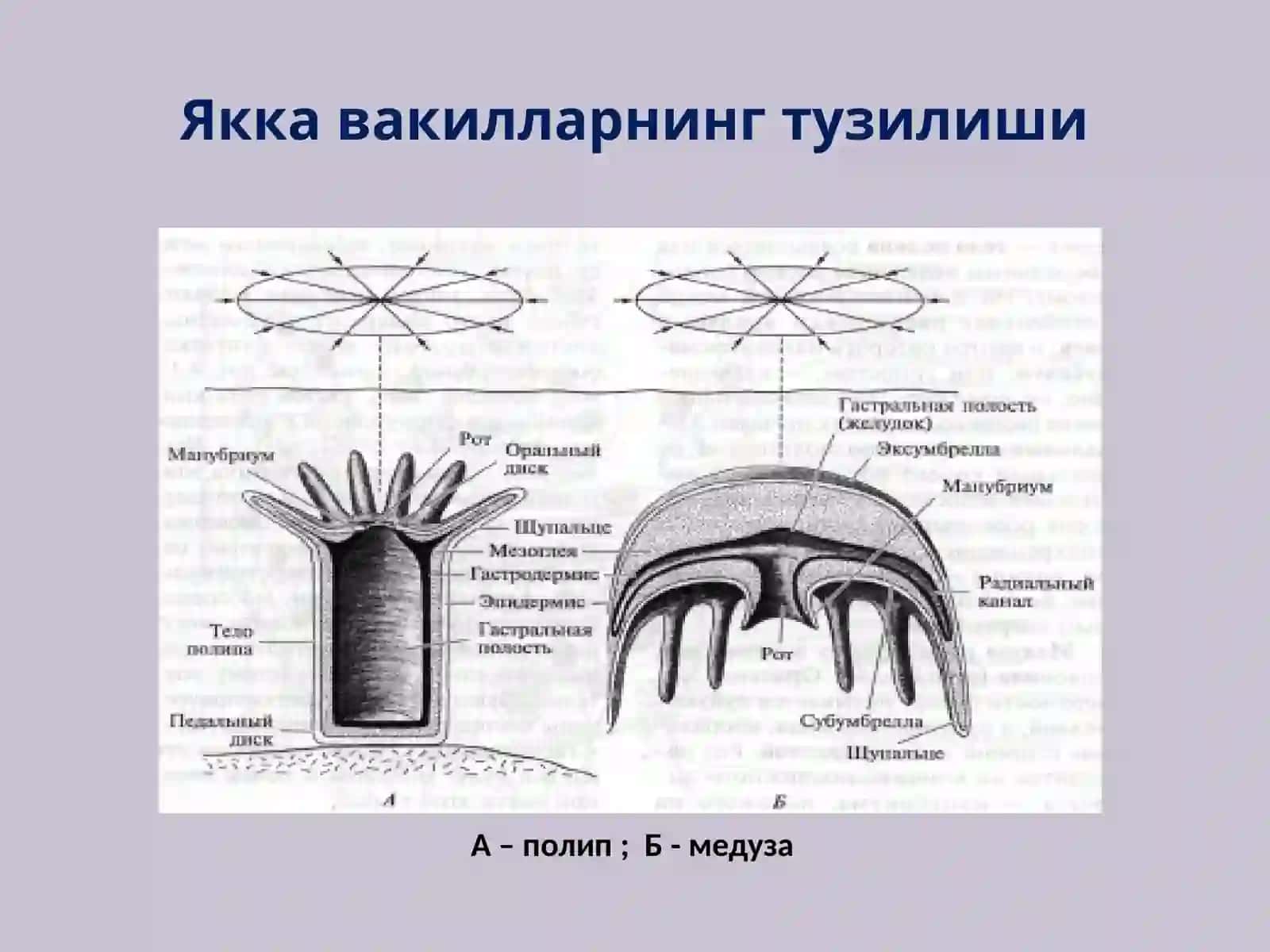 Eumetazoa (Ҳақиқий кўп ҳужайралилар). Тип Cnidaria (Бўшлиқичлилар) 4