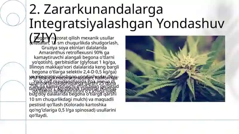 Begona oʻtlarga qarshi kurashish tadbirlari 4