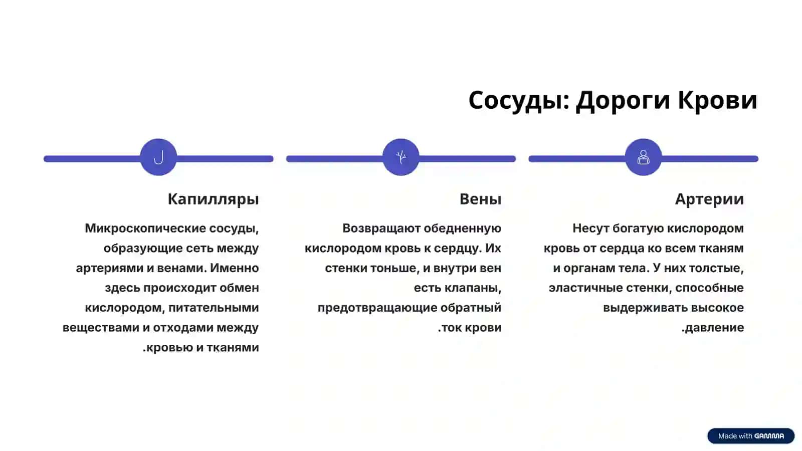 Система кровообращения человека: Архитектура Жизни 4