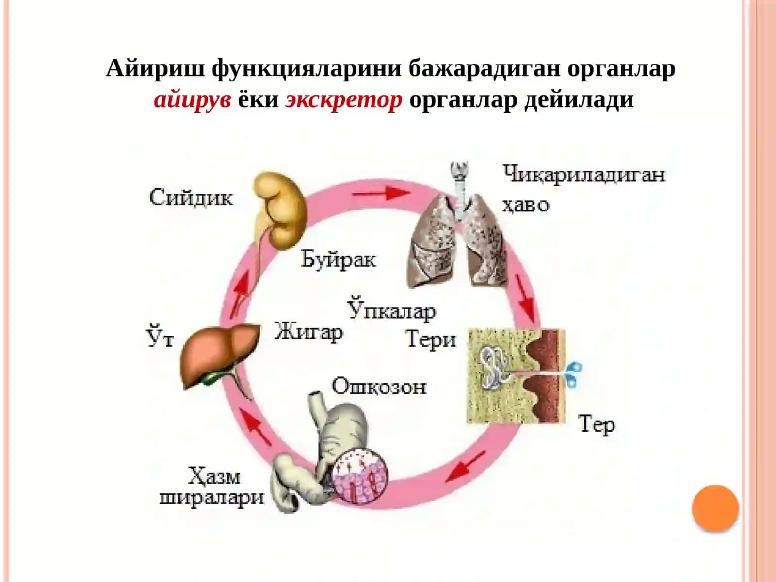 AЙИРУВ -метаболизмнингбирқисмибўлиб 4