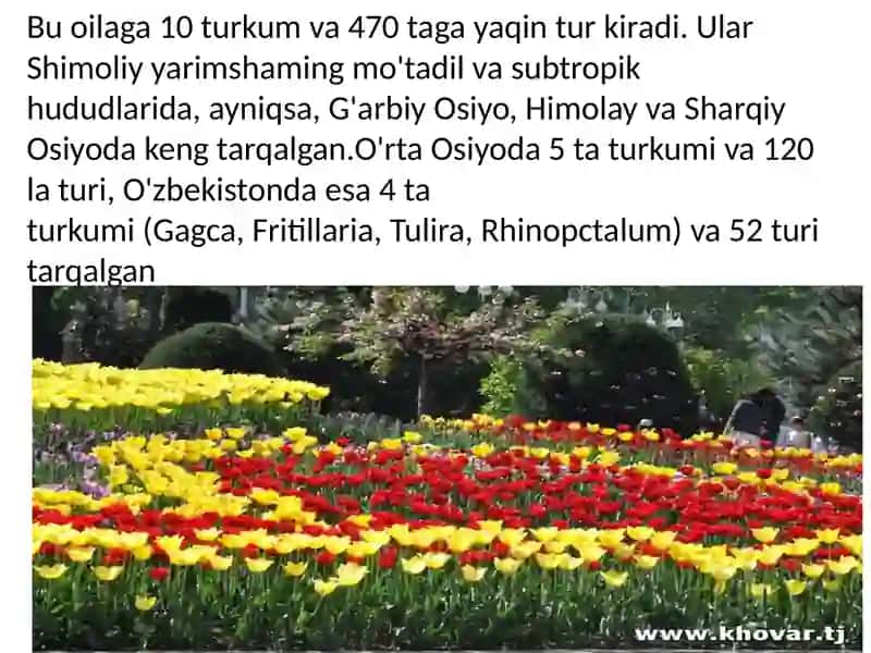 Loladoshlar oilasi. Piyozdoshlar oilasi 4