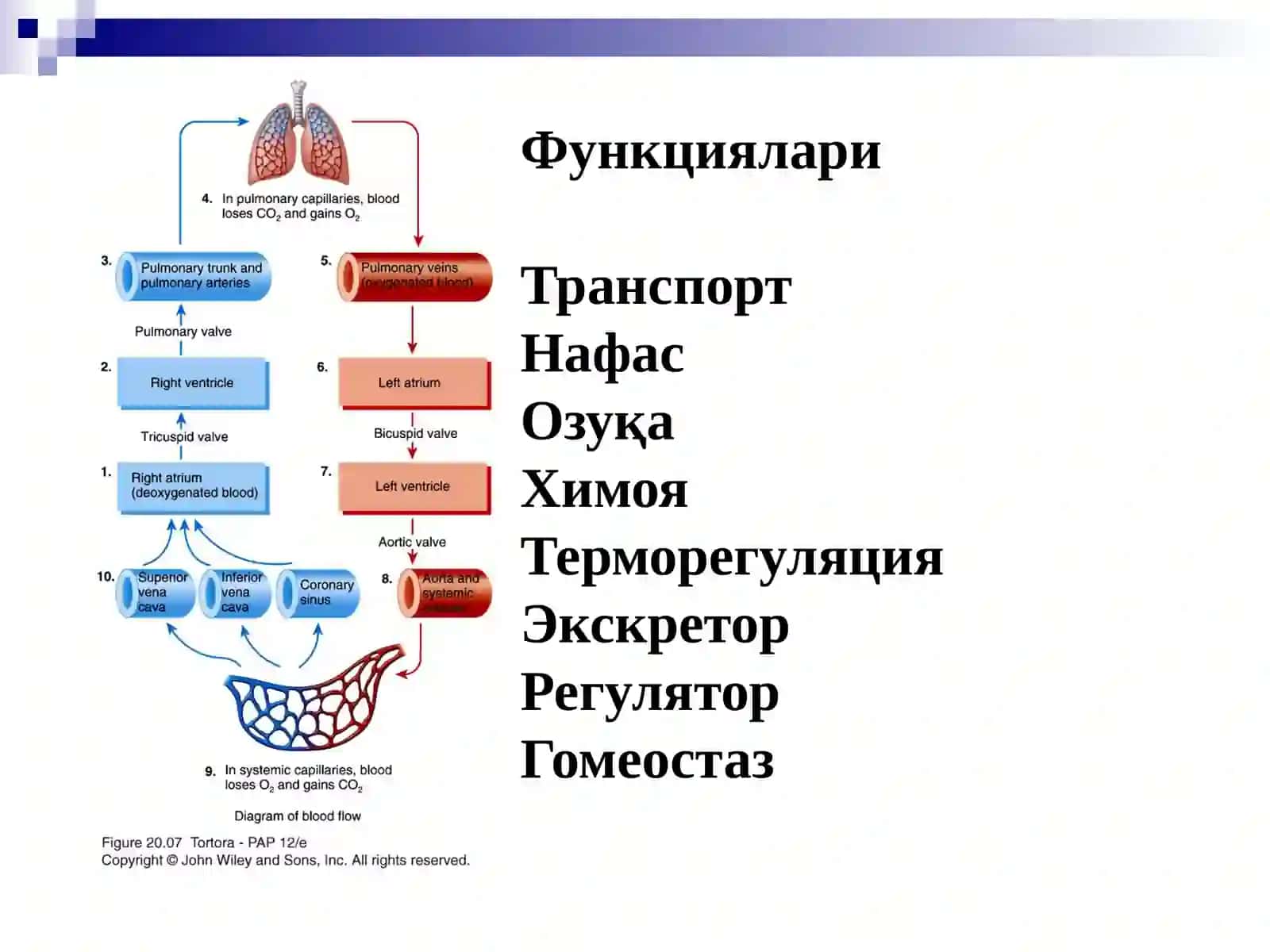 Юрак қон томир физиологияси ва унинг ёшга оид хусусиятлари 4