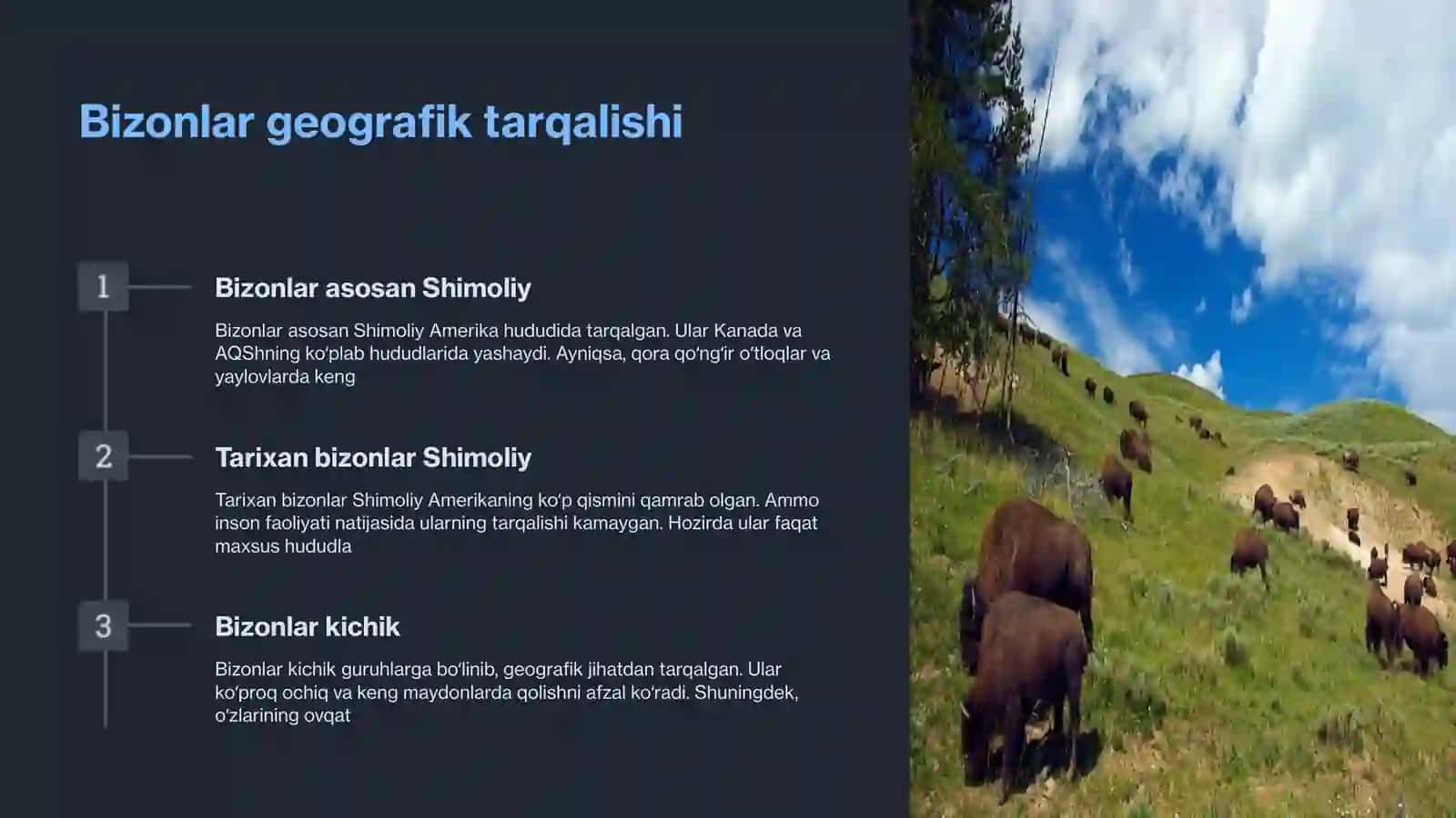 Bizonlar podasi haqidagi faktlar 4