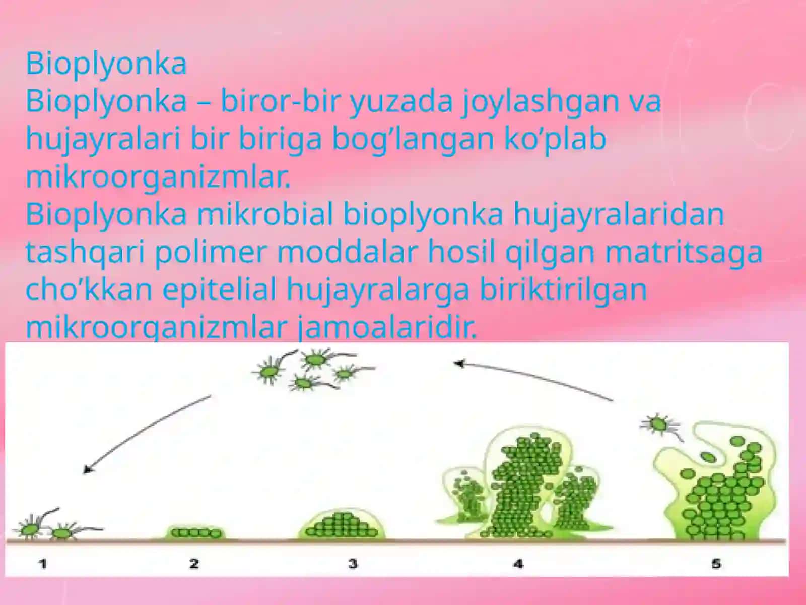 Bakteriyalarning bioplyonka hosil qilishi va uning praktik ahamiyati 4