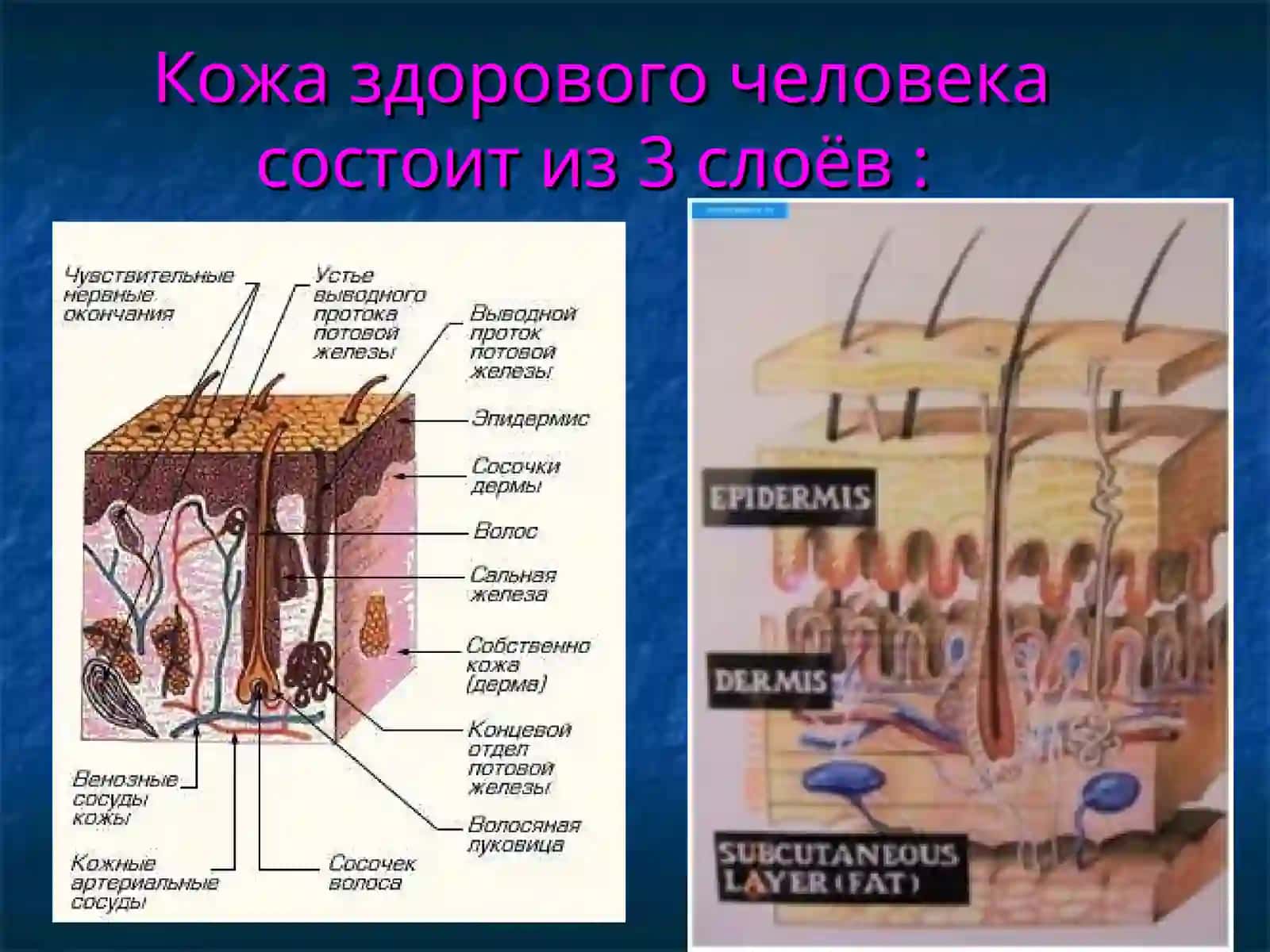 Дерматовенерология 4