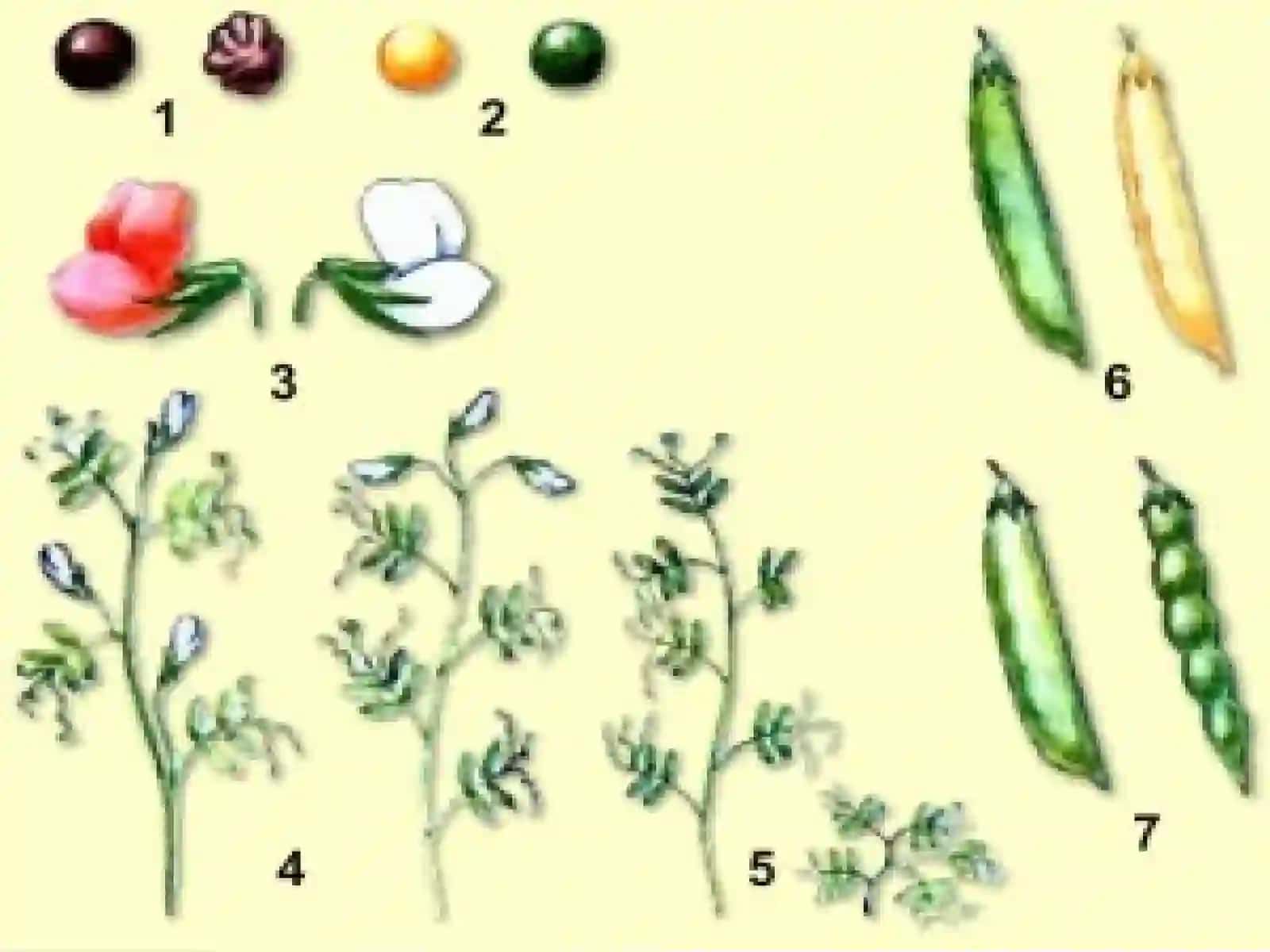 9-sinf Biologiya dars ishlanma. Mendel qonunlari. Mendelning birinchi qonuni 4