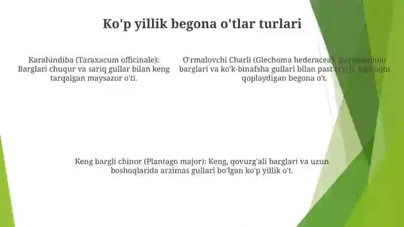 KoʻP Yillik Begona OʻTlarning Ta'Rifi 4