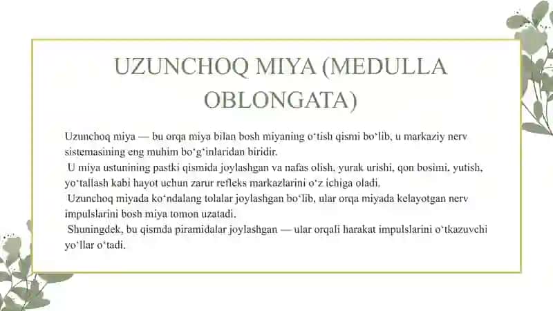 Mavzu: nerv sistemasi. Taqdimot 4