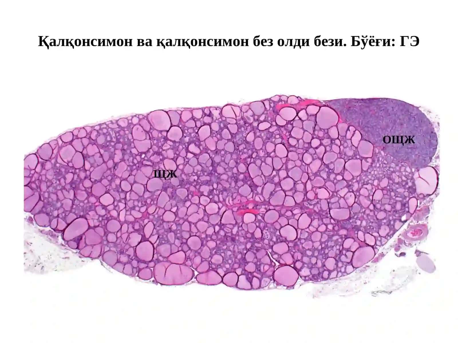 ПЕРИФЕРИК ЭНДОКРИН СИСТЕМА ҚАЛҚОНСИМОН БЕЗ 4