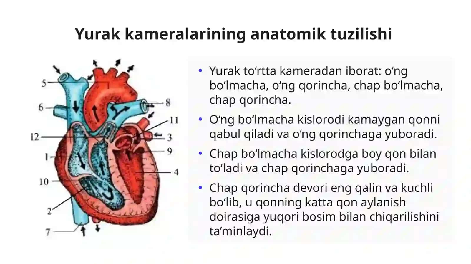 Yurak anatomiyasi va qon aylanishi sistemalari 4