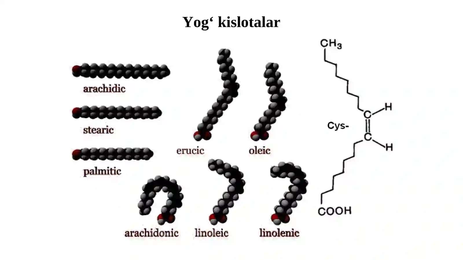 Lipidlar almashinuvi 4