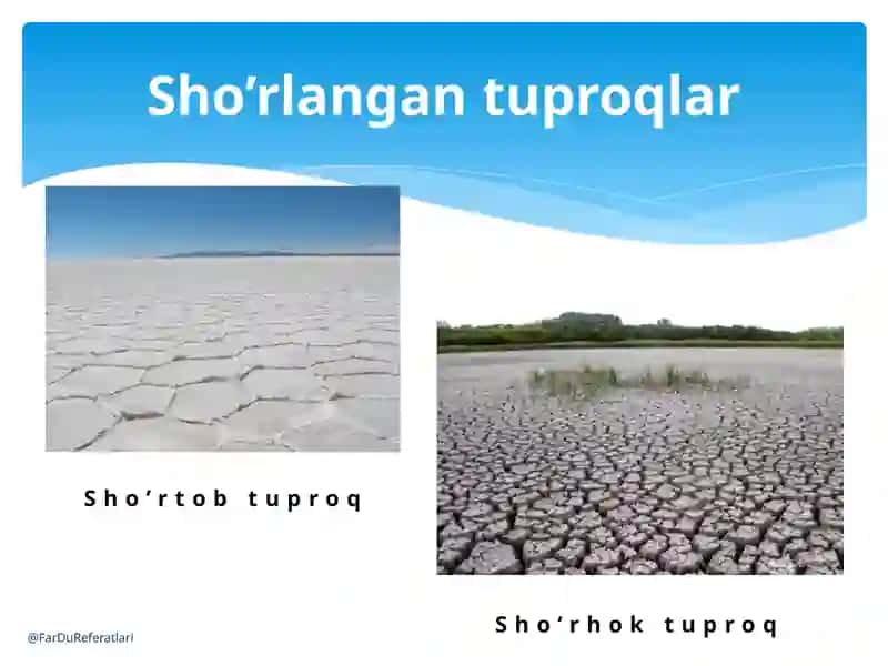 sho’r Tuproqlar 4