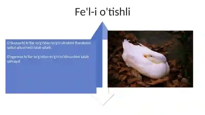 Feʼl soʻz turkumi. Oʻtimli va oʻtimsiz feʼllar. Boʻlishli va boʻlishsiz feʼllar 4