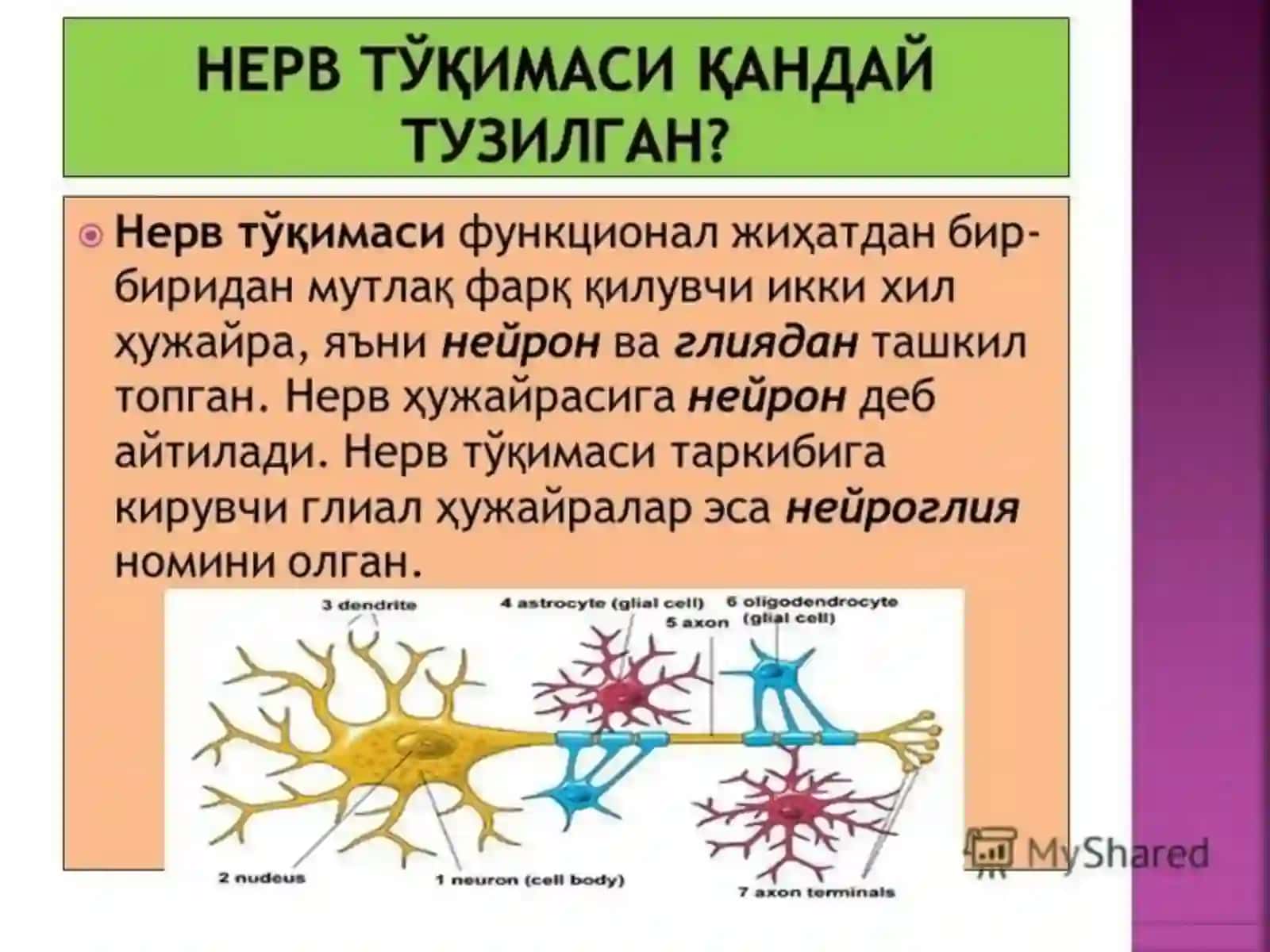 Nerv markazining xususiyatlari. Qo ‘zg‘alish, tormozlanish, dominantaning yoshga xos xususiyatlarichi 4