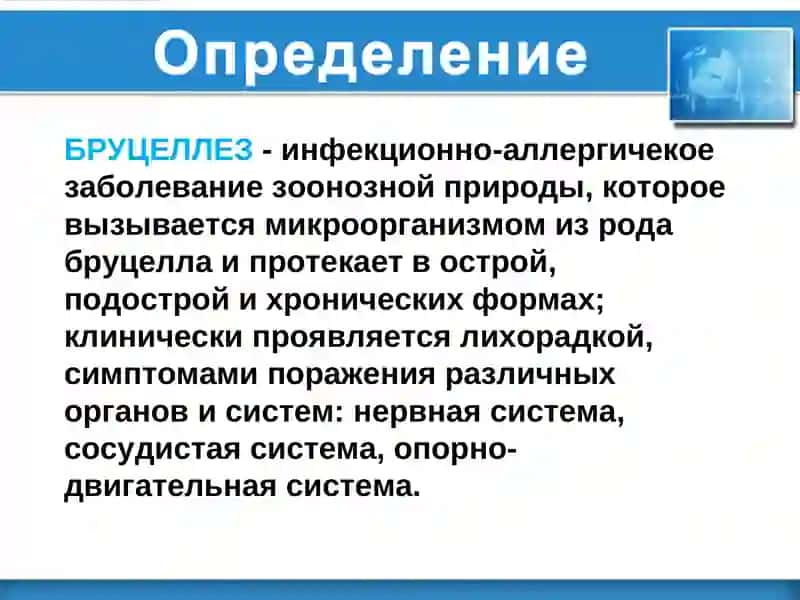 БРУЦЕЛЛЕЗ 4
