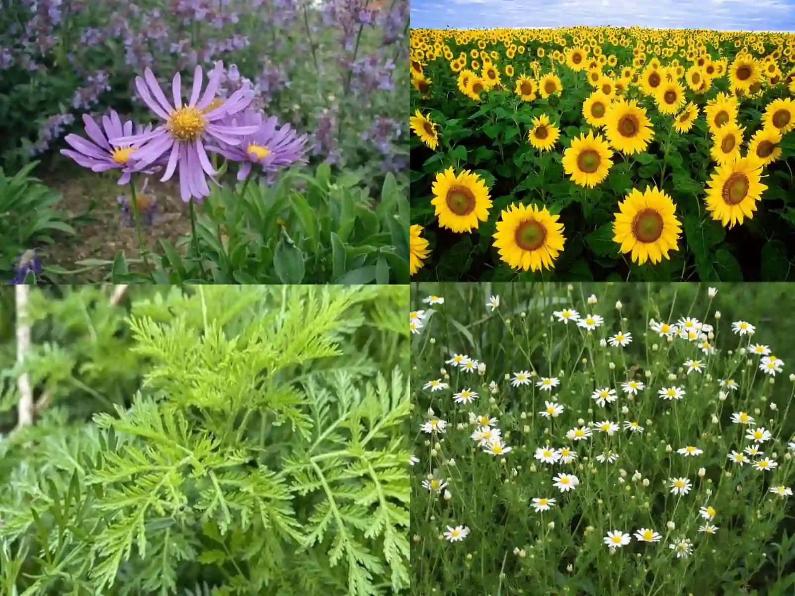 Qoqio‘tdoshlar (Asteraceae) oilasi 4